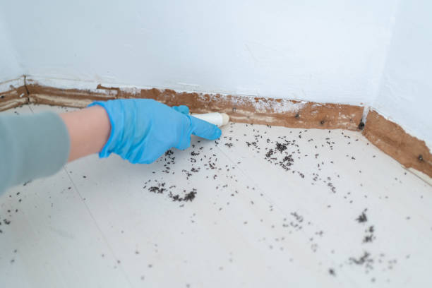 Best Emergency Pest Control  in Arcanum, OH
